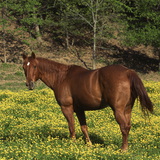 Cavalo