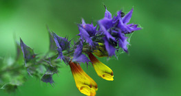 Melampyrum nemorosum