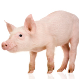 Cochinillo