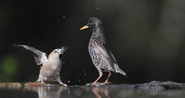 Bico-grossudo and estorninho