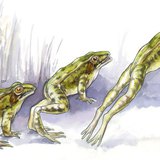 Jumping technique of a frog