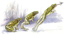 Técnica de salto de rana