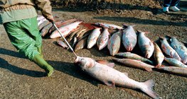 Peixes mortos após o derramamento de cianeto no Rio Tisza em 2000.