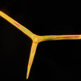 Espículas de esponja (Leuconia solida)