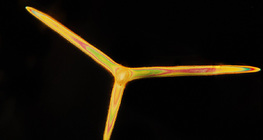 Esponja espiculada (Leuconia solida)