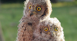 Young Eurasian scops owls