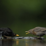Common blackbirds