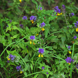Melampyrum