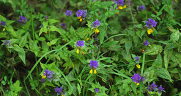 Melampyrum nemorosum