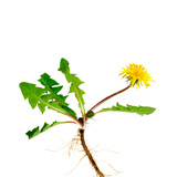 Common dandelion