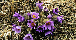 Pulsatilla grandis