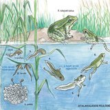 A béka átalakulásos fejlődése