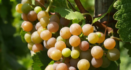 Cacho de uvas