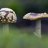 Royal Fly Agaric