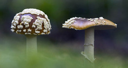 Amanita regalis