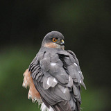 Eurasian sparrowhawk looking back