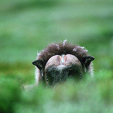 Muskox