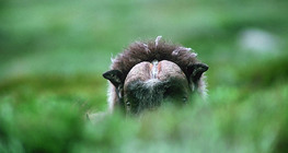 Muskox