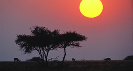 Nascer do sol sobre a savana