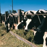 Feeding cattle in the western part of the US