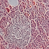 Pancreas (phase contrast image) - the Langerhans islet cells are dimmer