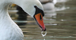 Cisne-branco