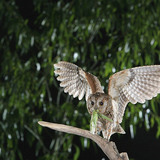 Eurasian scops owl with catch