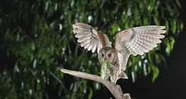 Eurasian scops owl with catch