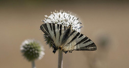Iphiclides podalirius