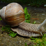Snail