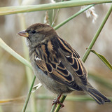 House sparrow