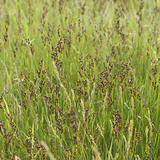 Juncus effusus