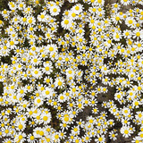 Chamomile