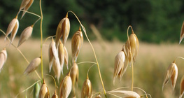 Oat