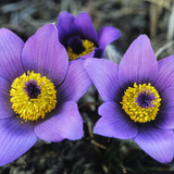 Pulsatilla grandis