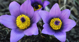 Pulsatilla grandis