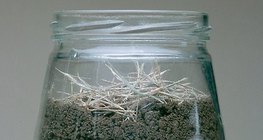 Observação de minhocas