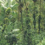 Selva