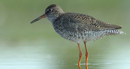 Redshank