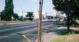 Uma árvore plantada perto do pavimento