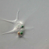 Amoeba proteus devouring a bacterium