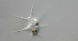 Amoeba proteus devorando uma bactéria