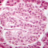 Pâncreas (imagem de contraste de fase) - as células das ilhotas de Langerhans aparecem mais esbatidas