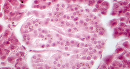 Pâncreas (imagem de contraste de fase) - as células das ilhotas de Langerhans são mais fracas