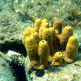 Esponja com esqueletos de carbonato de cálcio