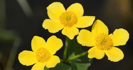 Caltha palustris