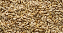 Barley