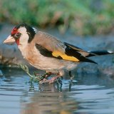 European goldfinch