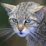 Wildcat