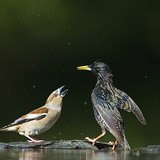 Bico-grossudo e estorninho